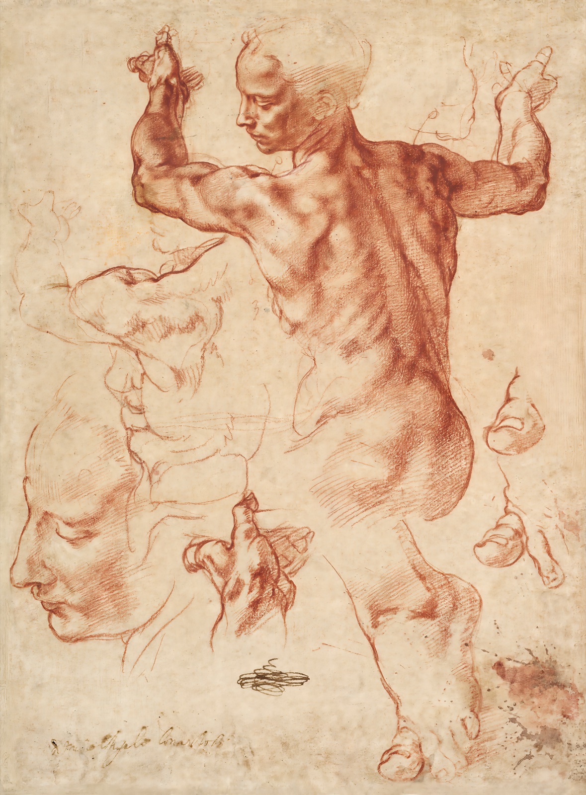 Annotated details from Studies for the Libyan Sibyl by Michelangelo